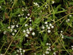 Miřík (Apium nodiflorum (L.) Lag.)