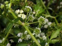 Miřík (Apium nodiflorum (L.) Lag.)