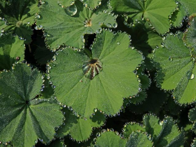 Kontryhel ostrolaločný (Alchemilla vulgaris L.)