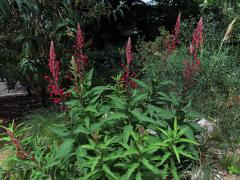 Lobelka (Lobelia tupa L.)
