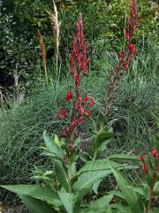 Lobelka (Lobelia tupa L.)