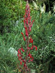 Lobelka (Lobelia tupa L.)