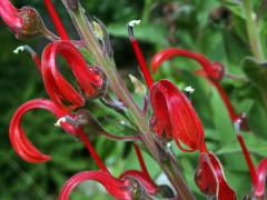 Lobelka (Lobelia tupa L.)