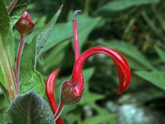 Lobelka (Lobelia tupa L.)