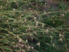 Štětkovka trojmužná (Themeda triandra Forssk.)