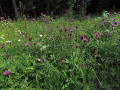 Pcháč různolistý (Cirsium heterophyllum (L.) Hill)