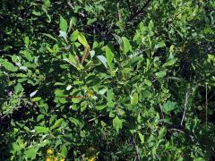 Vrba ušatá (Salix aurita L.)