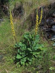 Divizna černá (Verbascum nigrum L.)