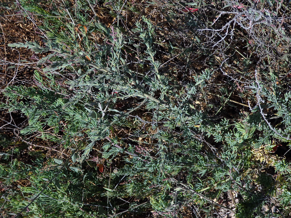 Solnička přímořská (Suaeda maritima (L.) Dumort.)