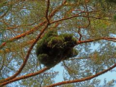Čarověník na borovici lesní (Pinus sylvestris L.) (33a)
