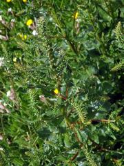 Řepa přímořská (Beta vulgaris var. maritima (L.) Arcang)