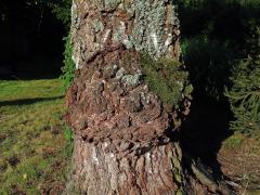 Nádor na bříze bělokoré (Betula pendula Roth) (32e)