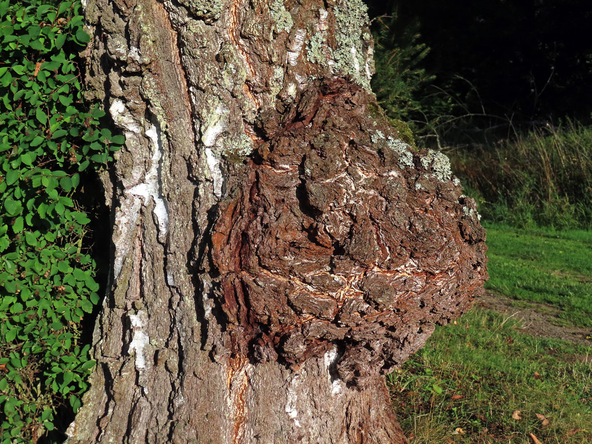 Nádor na bříze bělokoré (Betula pendula Roth) (32g)