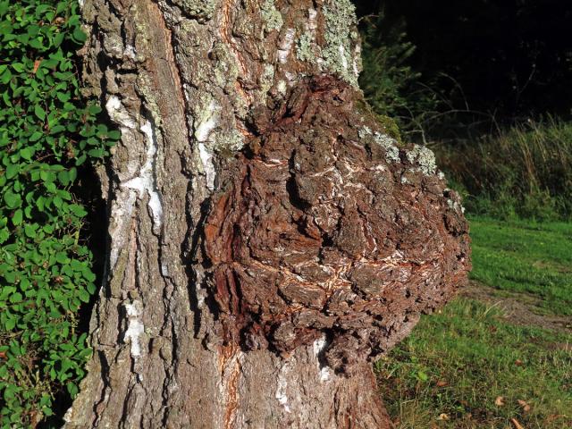 Nádor na bříze bělokoré (Betula pendula Roth) (32g)