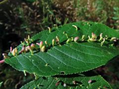 Hálky vlnovníka (Eriophyes paderinus); slivoň střemcha