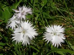 Hvozdík Lumnitzerův (Dianthus lumnitzeri Wiesb.)