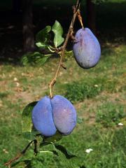 Slivoň švestka (Prunus domestica L.), zdvojený plod (1a)