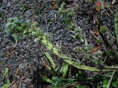Fasciace stonku hadince obecného (Echium vulgare L.) (7a)