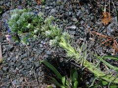 Fasciace stonku hadince obecného (Echium vulgare L.) (7b)
