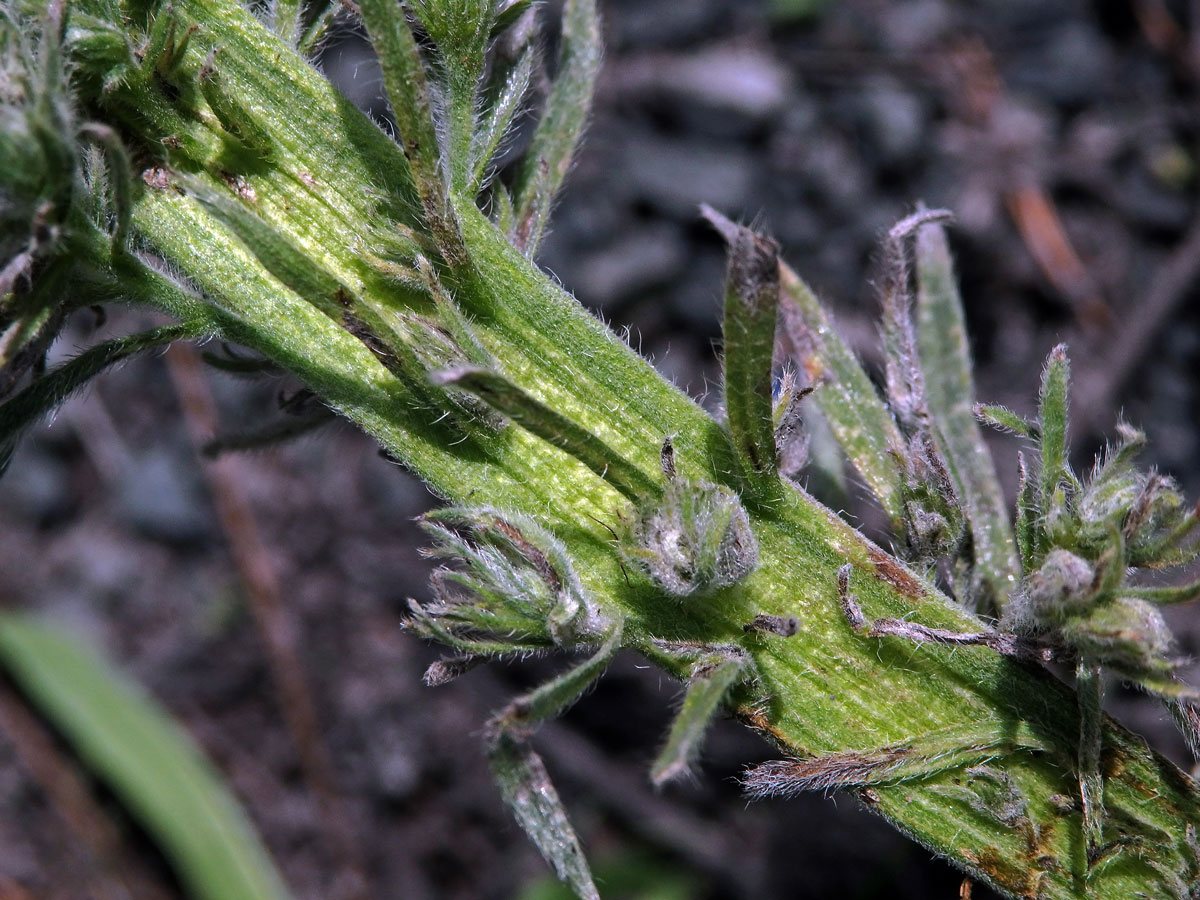 Fasciace stonku hadince obecného (Echium vulgare L.) (7d)