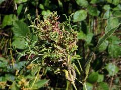 Hálky vlnovníka širopásého (Aceria laticincta), vrbina obecná