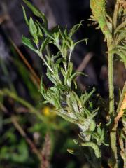 Hálky vlnovníka širopásého (Aceria laticincta), vrbina obecná