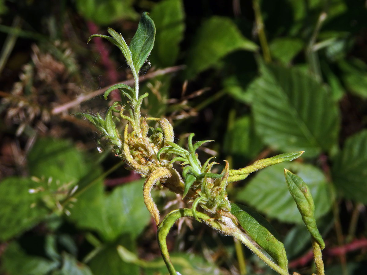 Hálky vlnovníka širopásého (Aceria laticincta), vrbina obecná