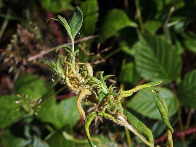Hálky vlnovníka širopásého (Aceria laticincta), vrbina obecná