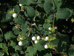 Pámelník bílý (Symphoricarpos albus (L.) Blake)