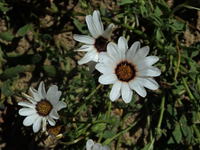 Dvoutvárka (Dimorphotheca pluvialis (L.) Moench)