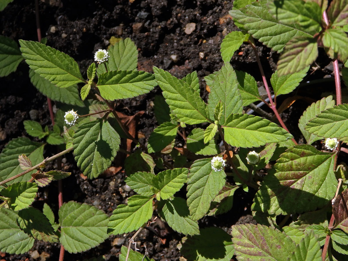 Lipie sladká (Phyla scaberrima (Juss. ex Pers.) Moldenke)