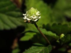 Lipie sladká (Phyla scaberrima (Juss. ex Pers.) Moldenke)