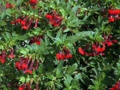 hlazenec_llavea2