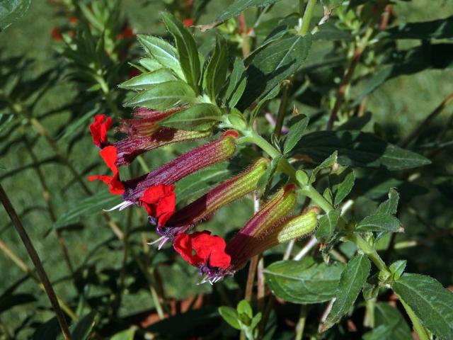 Hlazenec (Cuphea llavea Lex.)