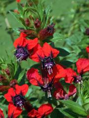Hlazenec (Cuphea llavea Lex.)