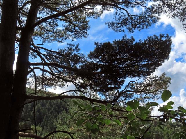 Čarověník na borovici lesní (Pinus sylvestris L.) (34a)