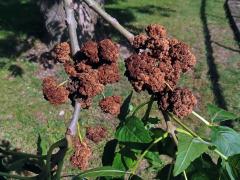 eriophyes_fraxinivorus17