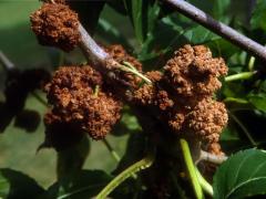 eriophyes_fraxinivorus23