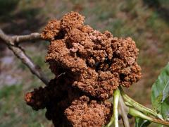 eriophyes_fraxinivorus25