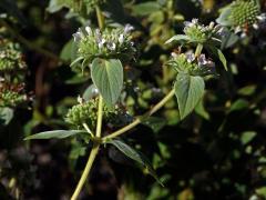 Pycnanthemum Michx.