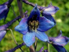 Stračka vyvýšená (Delphinium elatum L.)