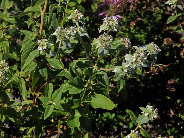 Pycnanthemum muticum (Michx.) Pers.