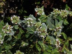 Pycnanthemum muticum (Michx.) Pers.