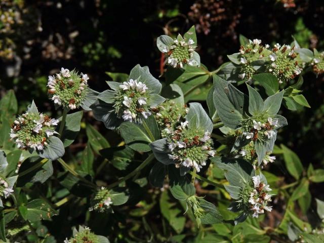 Pycnanthemum muticum (Michx.) Pers.