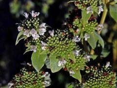 Pycnanthemum muticum (Michx.) Pers.