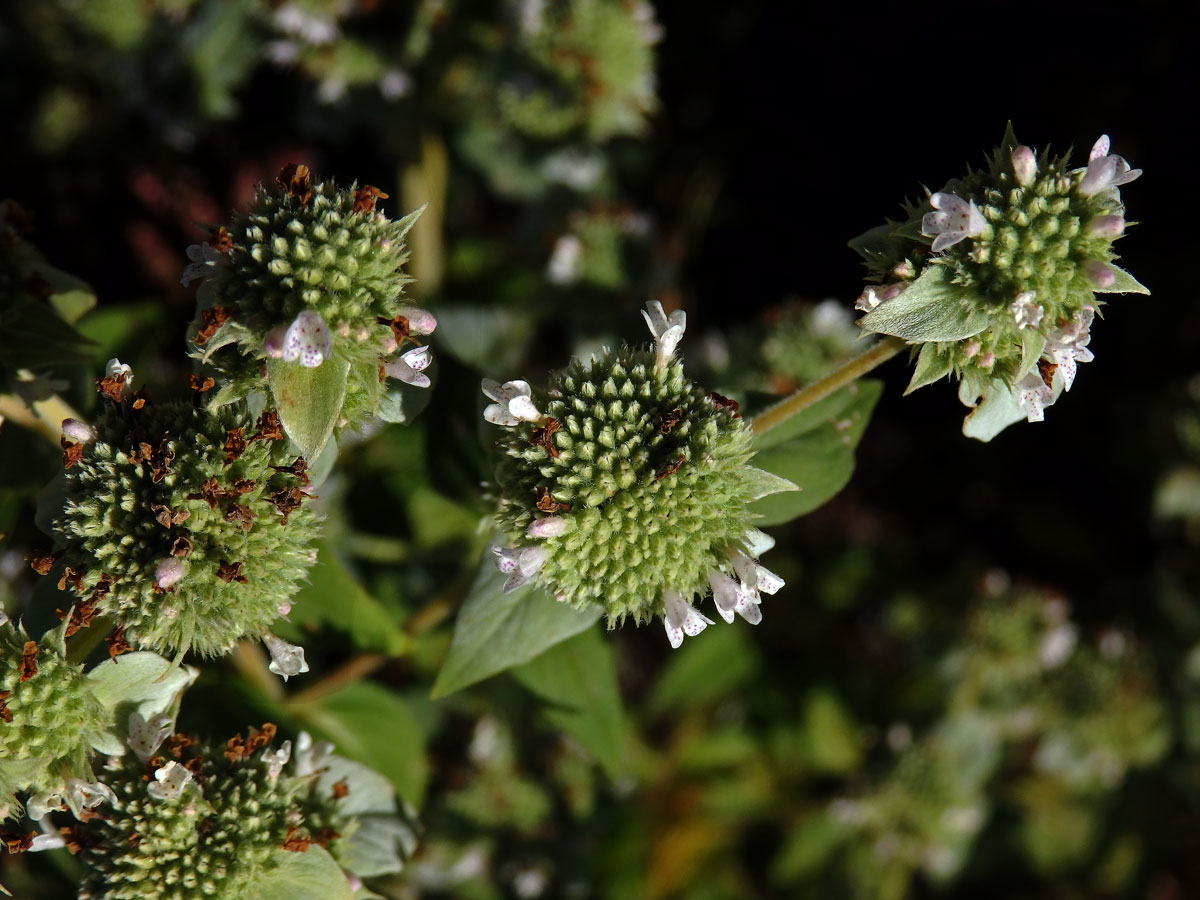 Pycnanthemum muticum (Michx.) Pers.