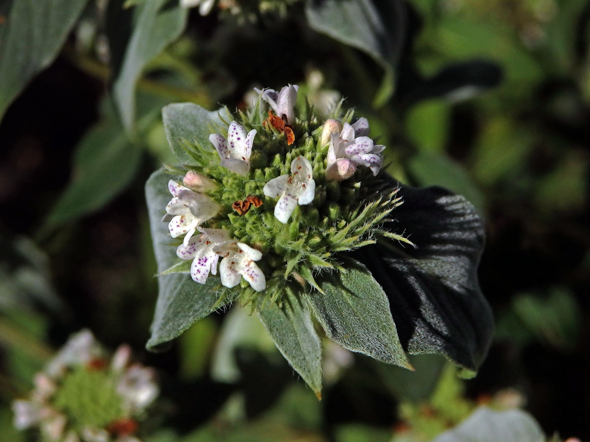 Pycnanthemum muticum (Michx.) Pers.