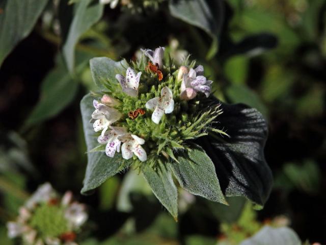 Pycnanthemum muticum (Michx.) Pers.