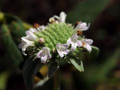 Pycnanthemum muticum (Michx.) Pers.