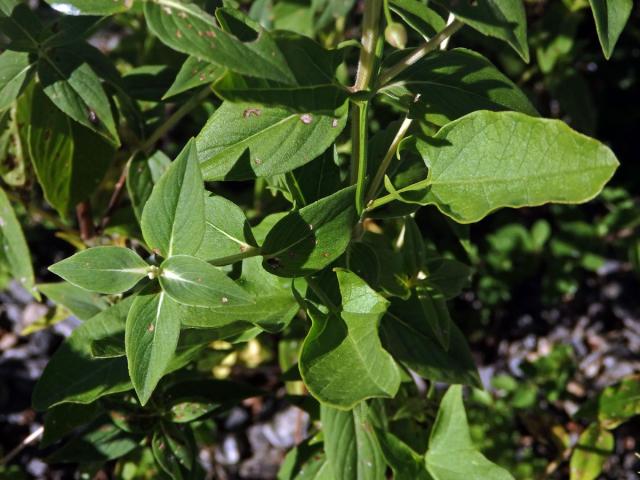 Pycnanthemum muticum (Michx.) Pers.